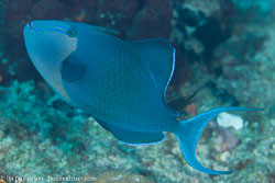 BD-111123-Raja-Ampat-5080-Odonus-niger-(Rüppell.-1836)-[Red-toothed-triggerfish.-Blå-tryckare].jpg